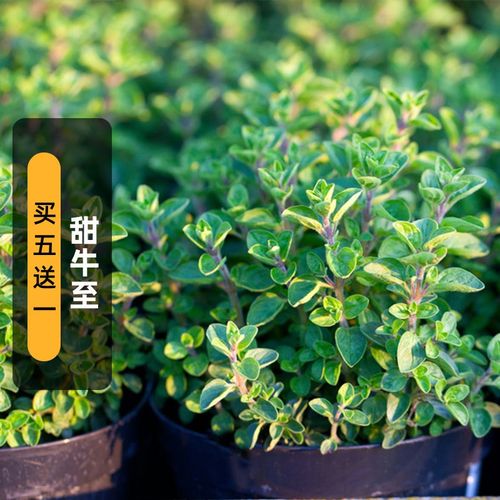土耳其甜牛至种子100粒马郁兰奥勒冈披萨草籽可食用香草春秋播
