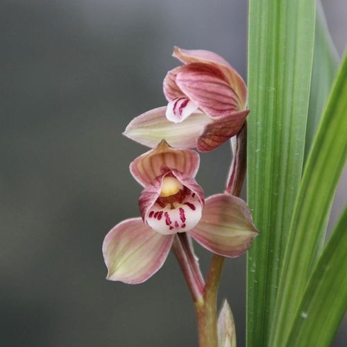 春剑学林荷老种国兰名品办办公室前台名贵植物盆栽花卉兰草