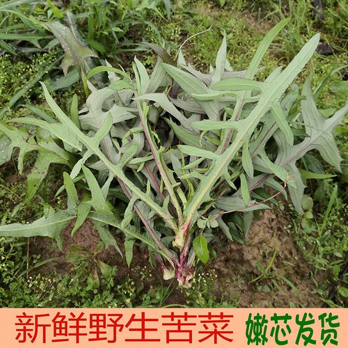 野苦麦菜曲菜苦菜苣荬菜新鲜苦妈菜苦丁菜凉拌蘸酱食用野菜1000g