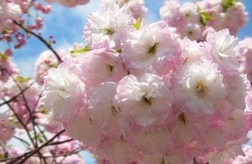 松月樱*进口日本晚樱花树苗重瓣可庭院花园阳台别墅地