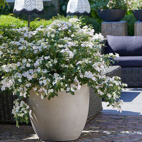 海蒂的花园绣球花苗逃跑新娘丰花可垂吊阳台庭院花卉植物盆栽花苗