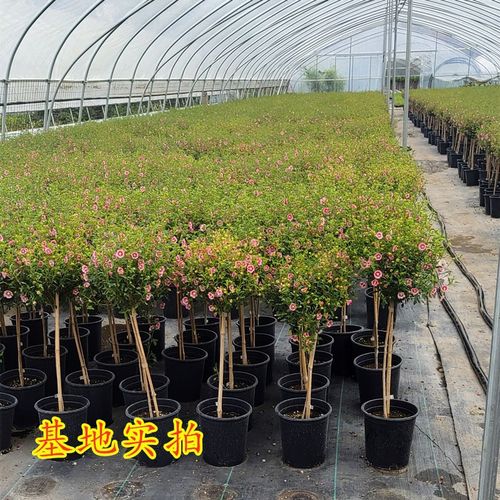 小庭本园季四盆物院花栽植台日棒花苗易卉槿花木热阳耐糖棒花h开