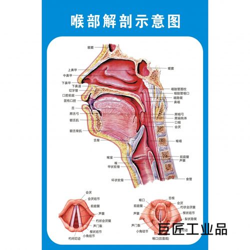 定制适用喉部解剖示意图医院耳鼻喉解剖图人体穴位图中医养生海报墙贴