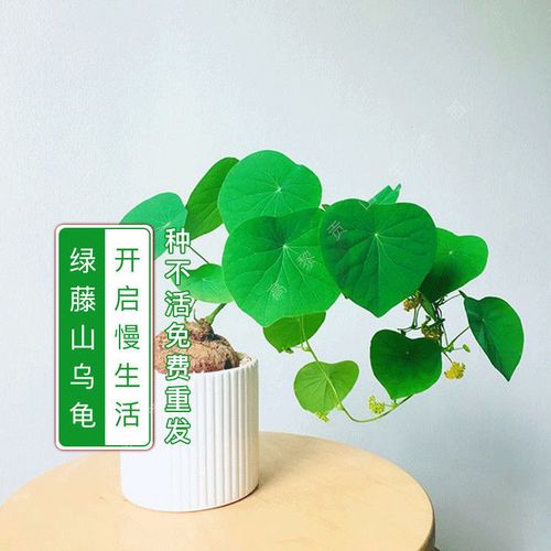 绿藤山乌龟金不换爬藤植物多肉盆栽水培客厅阳台室内室外圆叶绿植