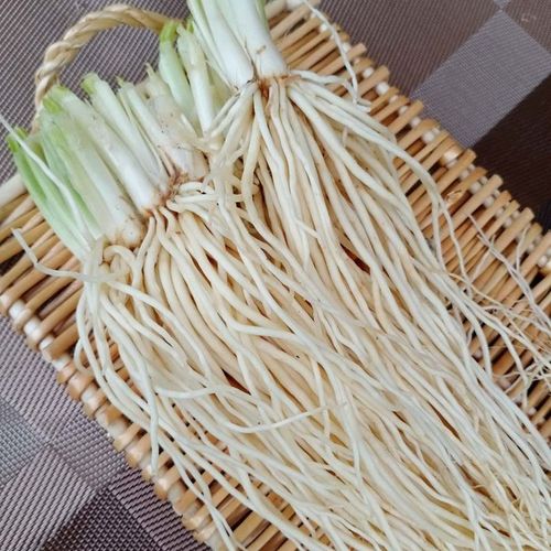 撇菜根 新鲜苤菜根 云南新鲜蔬菜 大韭菜根 凉拌 腌制 炖汤 菜根