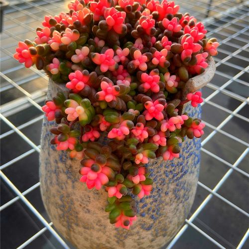 珊瑚珠萌a粉色锦满额室内春季新手新品防辐射桌面带盆栽好非常容