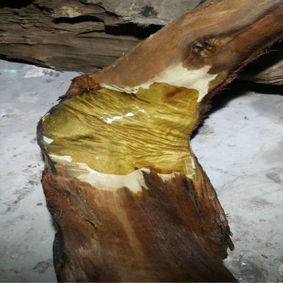 阴沉金丝楠木料 乌木金丝楠木 摆件木料 金丝楠木精品佛珠茶盘料