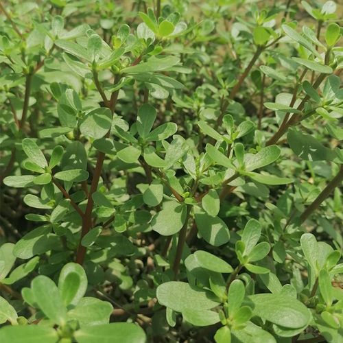 现挖新鲜马齿苋菜 新鲜野生马苋菜马蜂菜 长寿菜五行草野菜 2斤