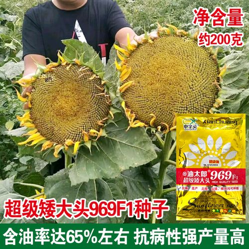 油太郎969超级矮大头向日葵种子油葵砸油用籽矮大头油葵春季食葵