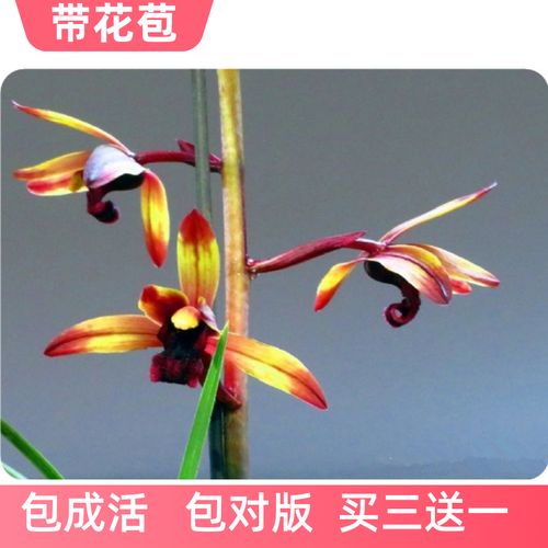 浓香惠兰传奇经典红素红舌蕙兰名品兰花苗包成活易开花盆栽花卉