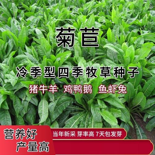 墨西哥玉米草种子高产四季耐寒大叶猪羊鱼牧草种子牛草种子