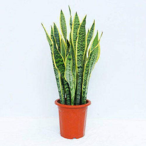 虎皮兰花 金边虎皮兰花苗盆栽植物绿植室内新房裸根发z1 虎皮兰70-80