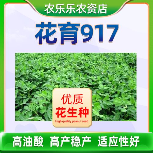 花育917抗逆种植精选特级籽孑花生种子耐旱生山东新品种抗病早熟