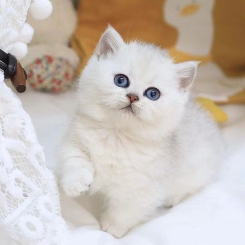 纯种银渐层英短美短猫咪活体幼崽纯白英短美短布偶渐层银点小猫咪【5