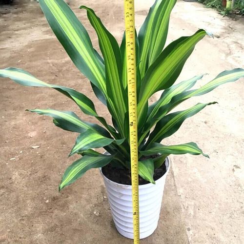 龙血树金边香龙血树室内盆栽绿植摆件z2 40公分左右 不含盆