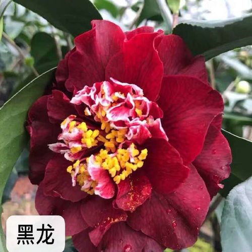 优选黑龙】山茶花树苗盆栽带花苞阳台庭院室外耐冬嫁接大花新品热