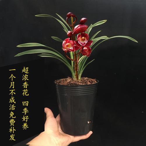 金边兰花苗中矮种四季好养浓香兰花红珍珠紫妖姬室内