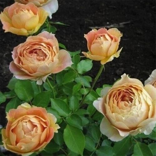 焦糖古董月季多季切花包子阳台庭院花园大花月季扦插盆栽花卉