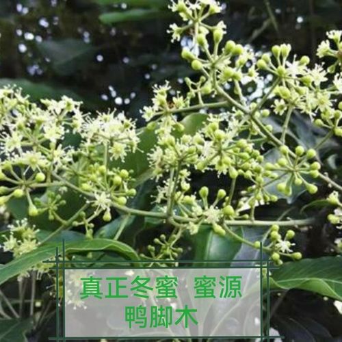 鸭脚木树苗 野桂花树苗鸭脚木苗柃木冬季蜜蜂蜜源植物  南北种植