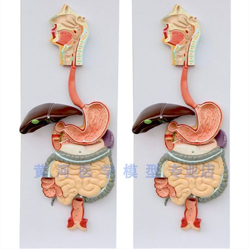 人体消化系统模型 含鼻,口腔和咽喉,食道,肠胃道 消化
