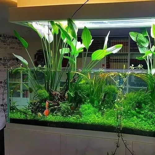 鱼缸造景水陆缸水草ada造景阿根廷皇冠懒人水草挺水植物雨林缸