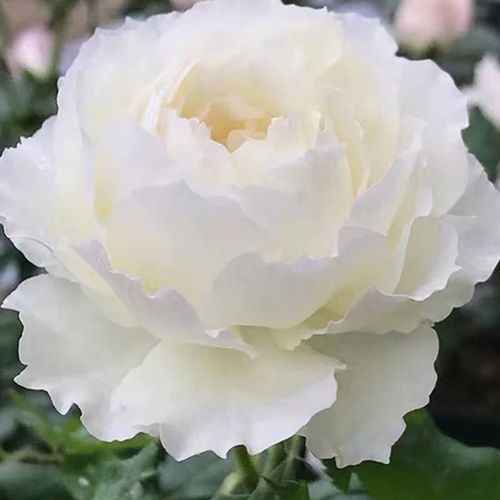天鹅古董日月切花月季纯白色玫瑰花苗强香勤花大包子多季灌木盆栽