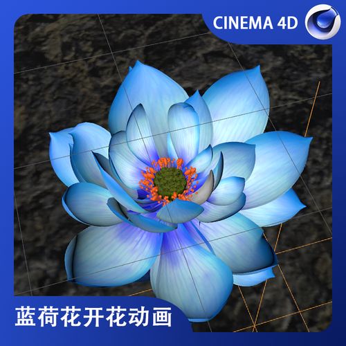 c4d工程动画蓝色荷花盛开动画素材3d建模莲花花朵花瓣渲染模型库