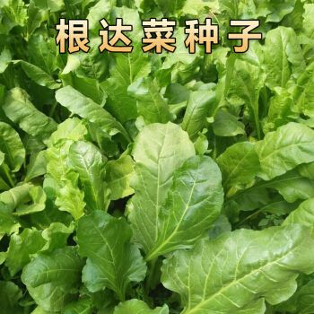 根达菜种子君达菜种籽牛皮菜四季播根达菜蔬菜种孑高产根达菜简单易种