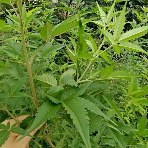 布荆枝黄荆叶野生五指风布惊客家月子洗澡洗头日常洗浴护理500克