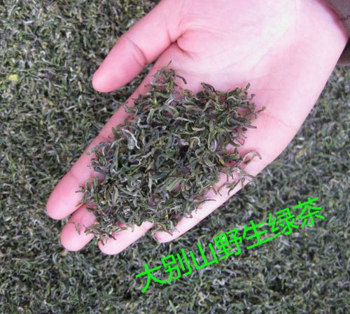 金寨味道2017新茶大别山金寨绿茶春茶绿茶2017新茶高山野茶500g装
