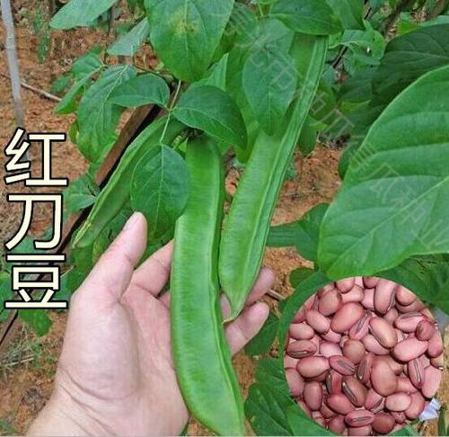 白刀豆种子 种植简单易种 盆栽大田阳台种植 大红刀豆种子豆角爬