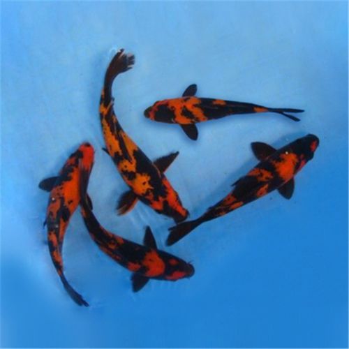 锦鲤活体日本纯种红白昭和白写冷水鱼丹顶锦鲤观赏鱼古介 绯写15-18cm