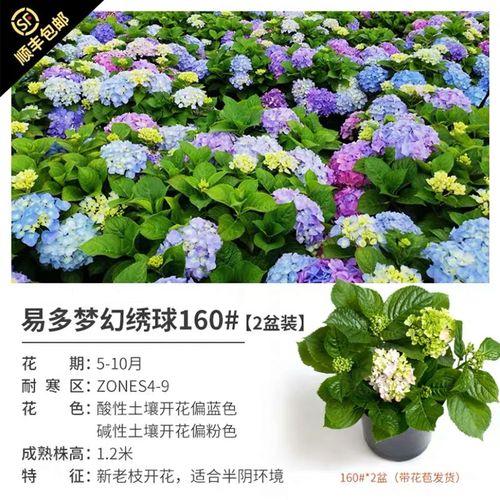 新品虹越易多梦幻绣球蓝绣球花带花苞新老枝开花盆栽花园阳台庭院