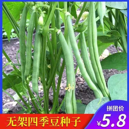 地豆种子四季豆种子早熟豆角春夏秋菜豆虹豆矮生无架豆蔬菜种子