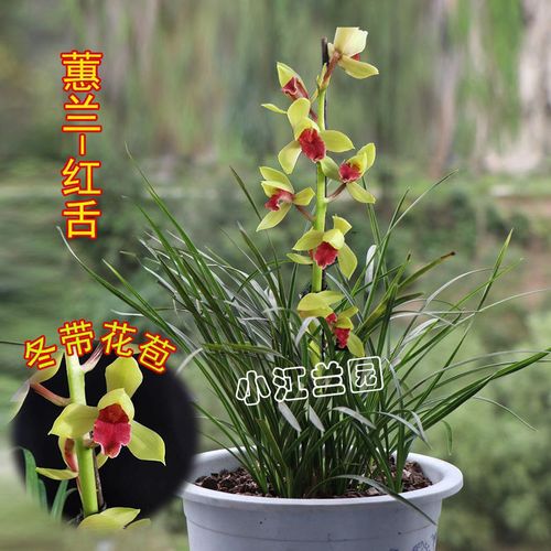 蕙兰红舌兰花苗盆栽浓香型大花室内阳台花卉名贵品种兰草易养活