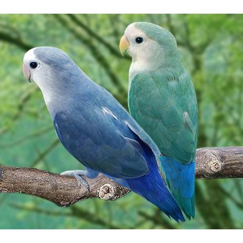 手养牡丹鹦鹉雏鸟幼鸟合法面类鹦鹉亲人易上手紫伊莎薰衣草 绿银顶