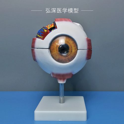 眼球模型人体眼睛结构放大可拆解五官医学模具青少年眼部视力教学