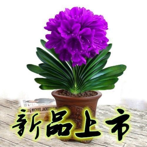 南非新品君子兰盆栽室内植物君子兰花苗四季花卉君子兰植物兰花苗