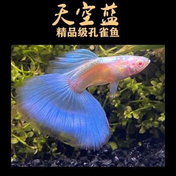 赤兔马萌萌哒日本天空蓝精品孔雀孔雀鱼 小型热带观赏鱼大c蝶翼纯种鱼