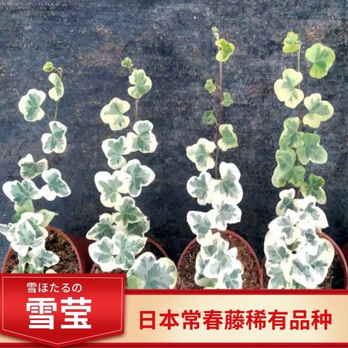 日本进口雪莹稀有品种日系常春藤盆栽绿植室内常青藤植物桌面雪萤