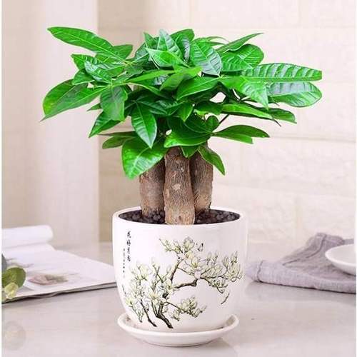 植室内绿叶花苗花卉发财树盆栽客厅植物新款盆景摇钱
