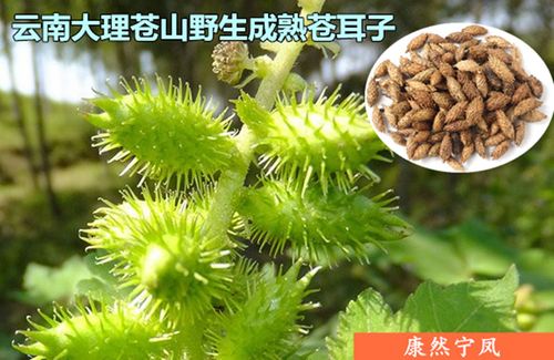 云南大理苍山野生中药材苍耳子苍刺头毛苍子胡苍子500g包邮