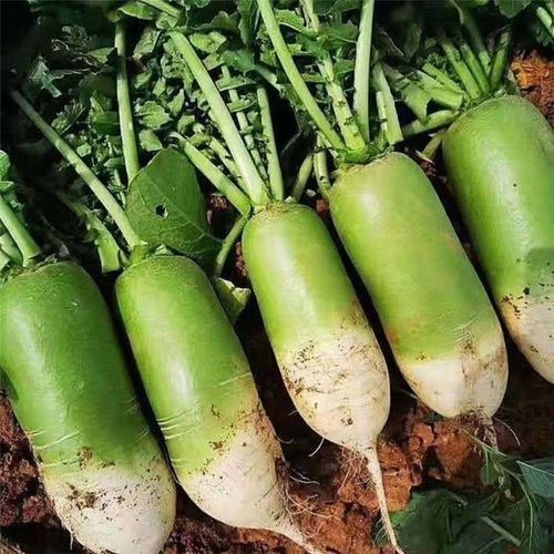 河南特产青萝卜农家自种白萝卜腌制蔬菜绿色清脆爽口萝卜9斤蔬菜