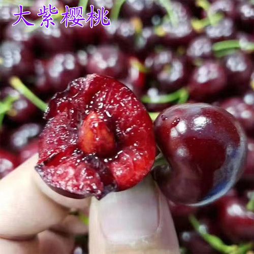 新品种大紫樱桃苗嫁接樱桃树苗南北方种植盆栽地栽车厘子当年结果【4