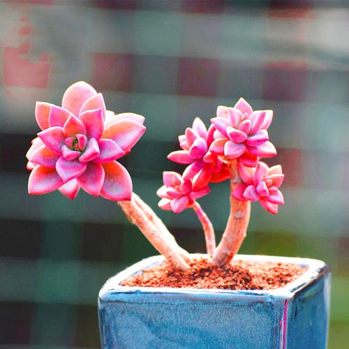 紫梦小老桩/稀有精品多肉植物/趣味肉肉室内盆栽花卉阳台防辐射