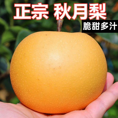 正宗冰糖秋月梨5斤装 新鲜水果梨子 甜梨莱阳梨丰水梨