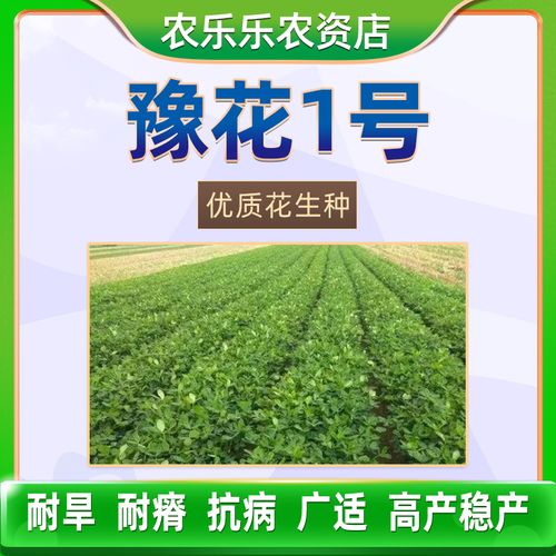 豫花1号含油多耐旱好种植果花生种子生早熟发芽率高新品种高品质