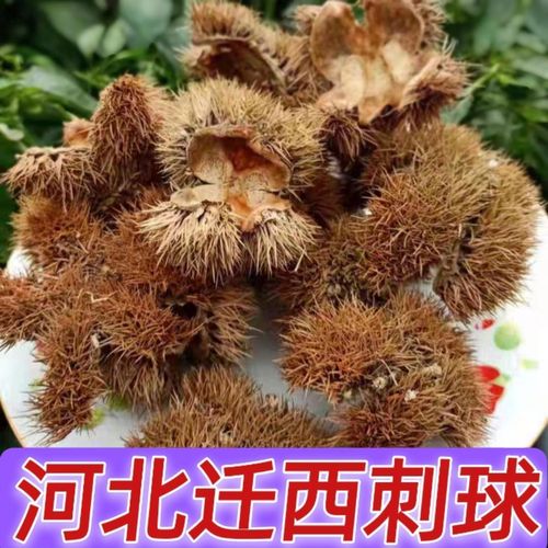 2021年中药材带刺板栗球风干栗壳板粟刺壳咳嗽风粟淋巴结新鲜毛球