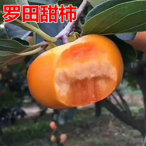 罗田甜柿苗活苗南北方庭院地栽大树阳台盆栽嫁接甜脆果树当年结果
