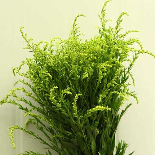 黄莺花黄英鲜花配花配草办公室插花全国速递10支满3把起包邮